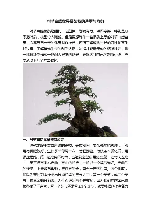 对节白蜡盆景骨架枝的造型与修剪