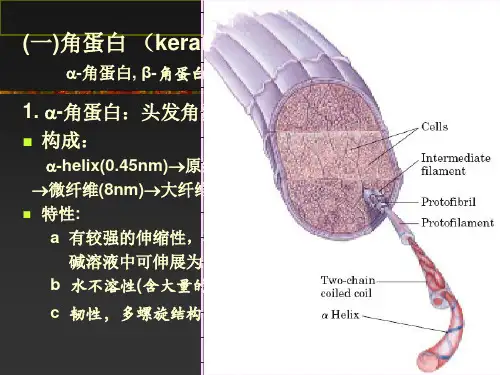 纤维蛋白和膜蛋白构象