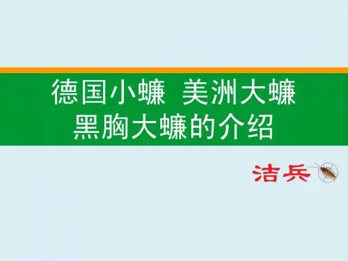 蟑螂的介绍