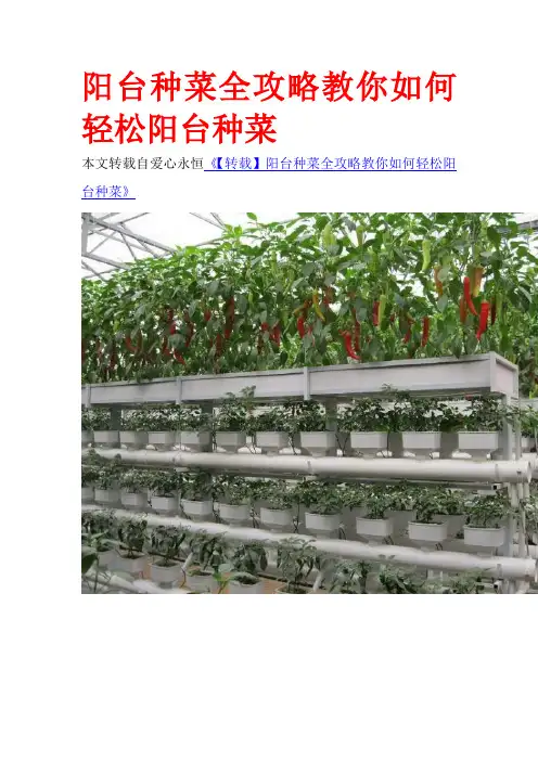 阳台种菜全攻略教你如何轻松阳台种菜