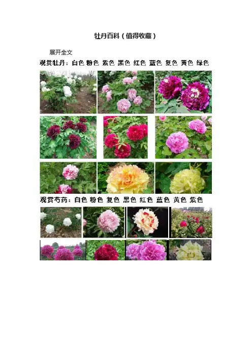 牡丹百科（值得收藏）