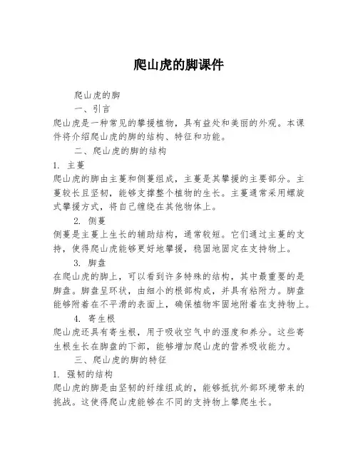 爬山虎的脚课件