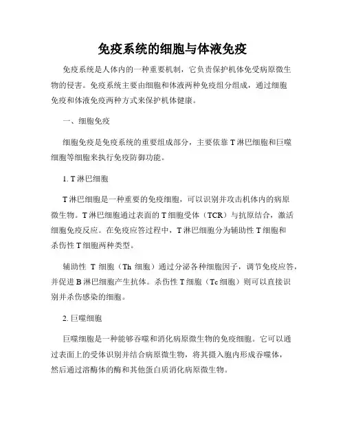 免疫系统的细胞与体液免疫
