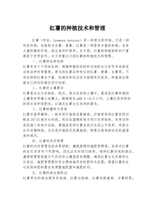 红薯的种植技术和管理