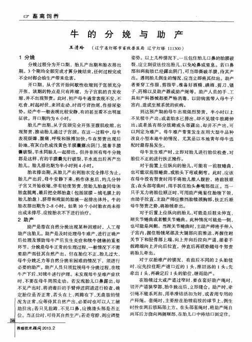 牛的分娩与助产