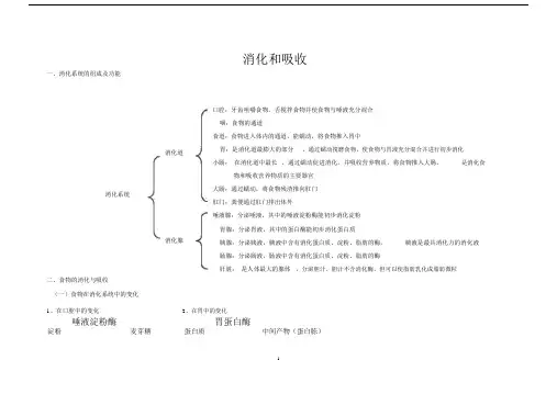 (完整word版)七年级生物消化与吸收知识点,文档.doc