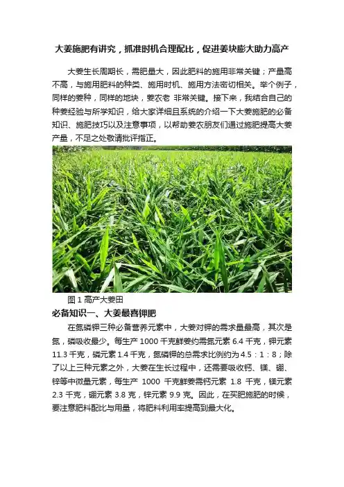 大姜施肥有讲究，抓准时机合理配比，促进姜块膨大助力高产