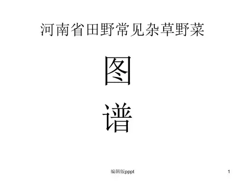 河南省田野常见杂草野菜图谱