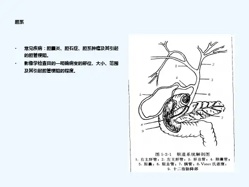 医学影像学胆系胰腺和脾脏