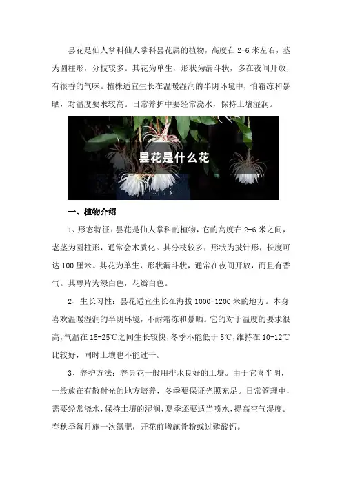 昙花是什么花,昙花的图片