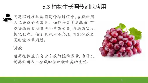5.3植物生长调节剂的应用课件2021-2022学年高二生物人教版生物选择性必修一