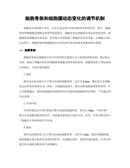 细胞骨架和细胞膜动态变化的调节机制