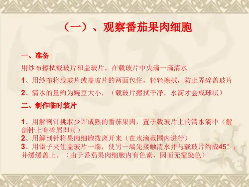 观察番茄果肉细胞