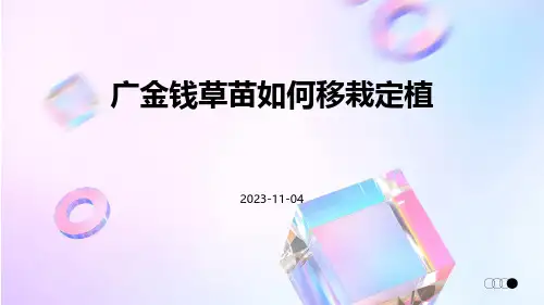 广金钱草苗如何移栽定植