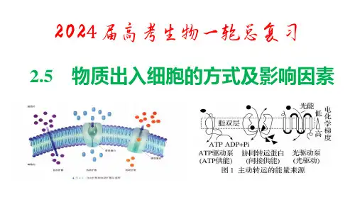 2024届高考生物一轮总复习——2.5物质出入细胞的方式
