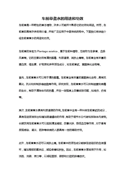 车前草煮水的用途和功效