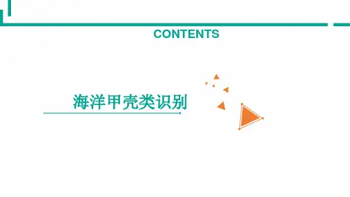 海洋甲壳类识别—蟹类识别(海洋生物识别课件)