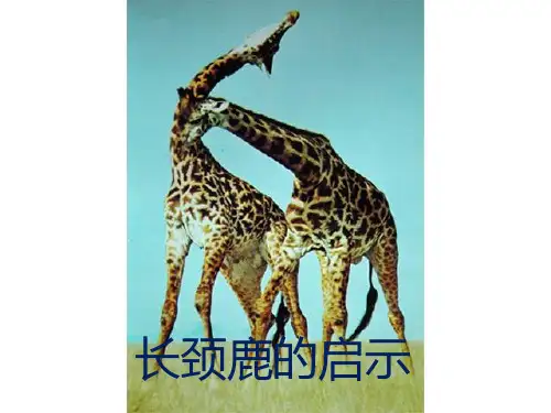 《长颈鹿的启示》课件