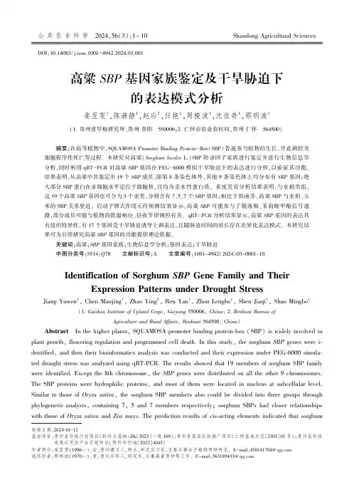 高粱SBP_基因家族鉴定及干旱胁迫下的表达模式分析