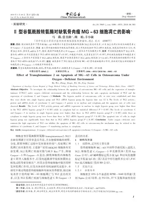 Ⅱ型谷氨酰胺转氨酶对缺氧骨肉瘤MG-63细胞凋亡的影响