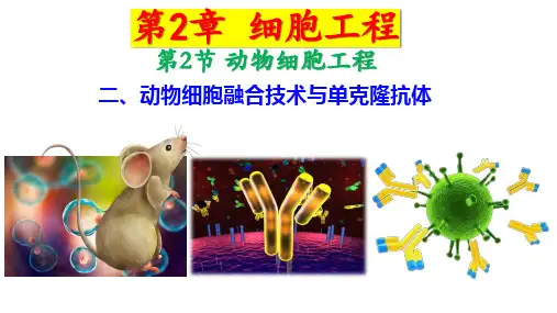 2.2.2动物细胞融合技术与单克隆抗体课件-高二下学期生物人教版选择性必修3