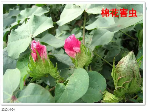 农业昆虫学棉花-害虫