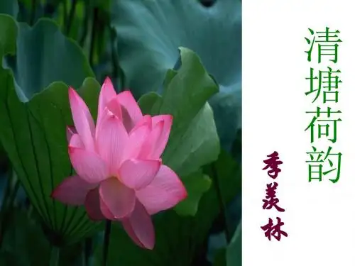 清塘荷韵 公开课 课件