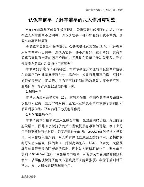 认识车前草 了解车前草的六大作用与功效