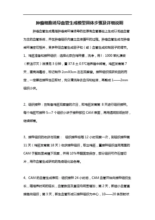 肿瘤细胞诱导血管生成模型具体步骤及详细说明
