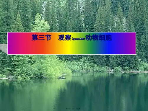 七年级生物《第三节 观察动物细胞》课件