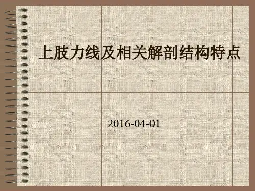 上肢力线及相关解剖结构特点