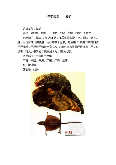 中草药知识——蛤蚧