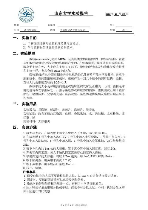 大蒜根尖诱导微核实验