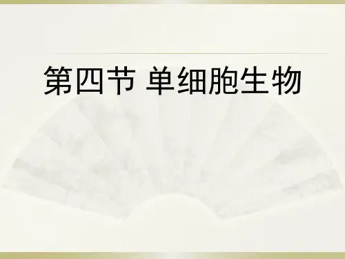 人教版七年级上册2.2.4单细胞生物(19张PPT)