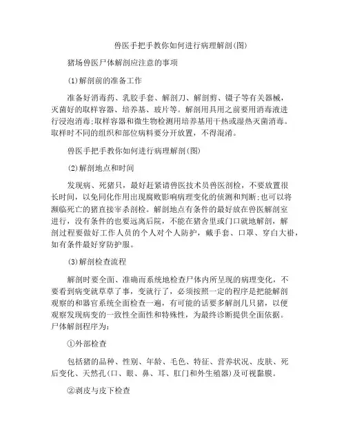 兽医手把手教你如何进行病理解剖(图)