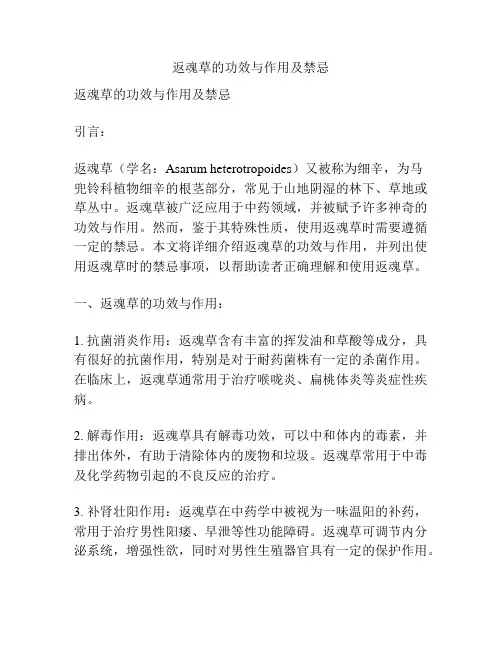 返魂草的功效与作用及禁忌
