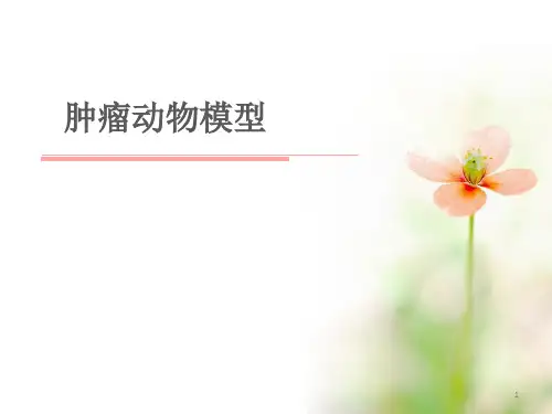 肿瘤动物模型ppt课件