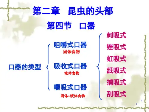 昆虫的口器ppt课件
