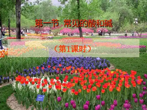 生活中的酸和碱