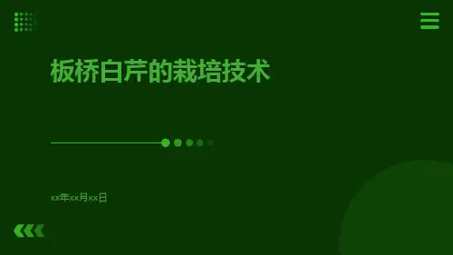板桥白芹的栽培技术