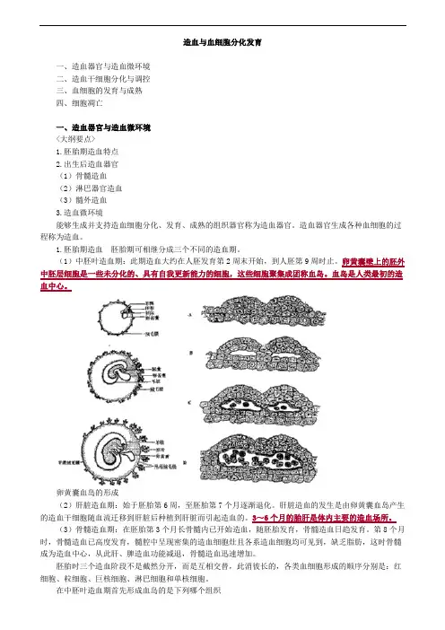 造血与血细胞分化发育考点总结