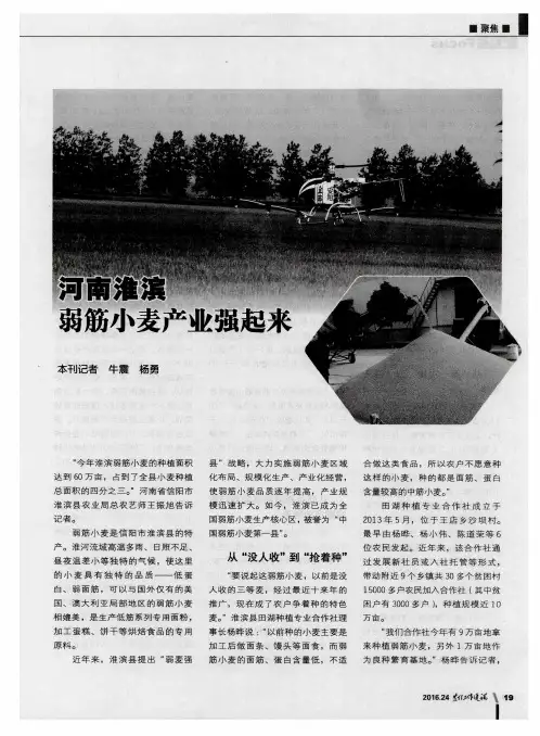 河南淮滨 弱筋小麦产业强起来