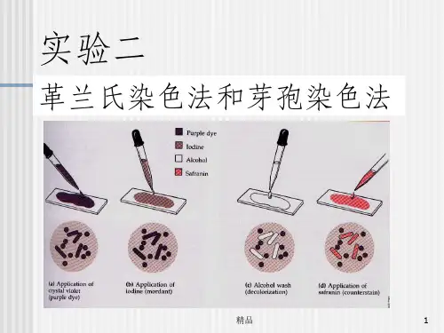 微生物革兰氏染色法和芽孢染色法ppt课件