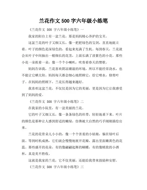 兰花作文500字六年级小练笔
