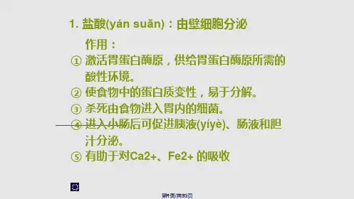 胃的结构及功能：PPT课件