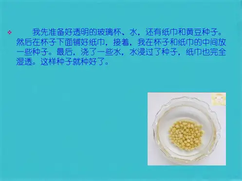 黄豆芽的生长过程(共5张PPT)