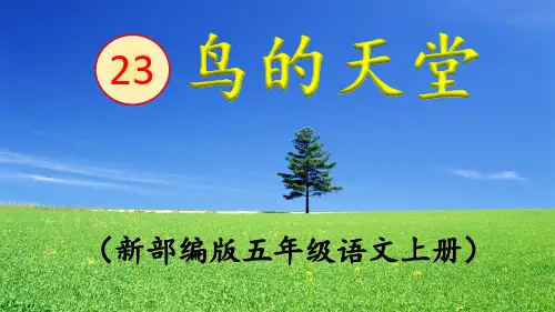 《鸟的天堂》第二课时pptx