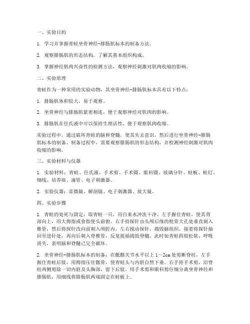 生物实验报告腓肠肌标本