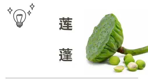 《莲蓬》幼儿园小学少儿美术教育PPT绘画课件创意教程教案