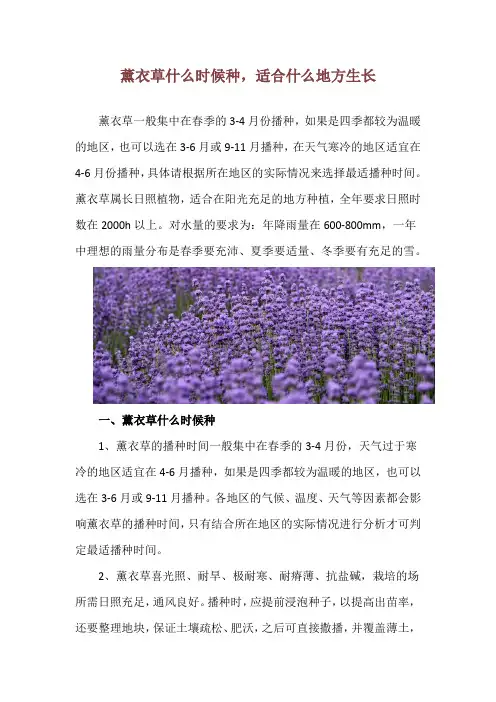 薰衣草什么时候种,适合什么地方生长